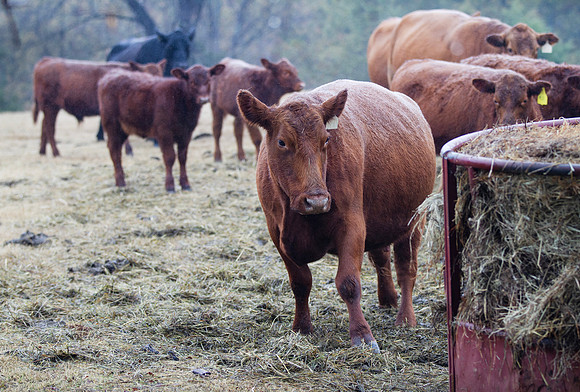 Cows eating a fresh bale of hay on the farm, bull in background