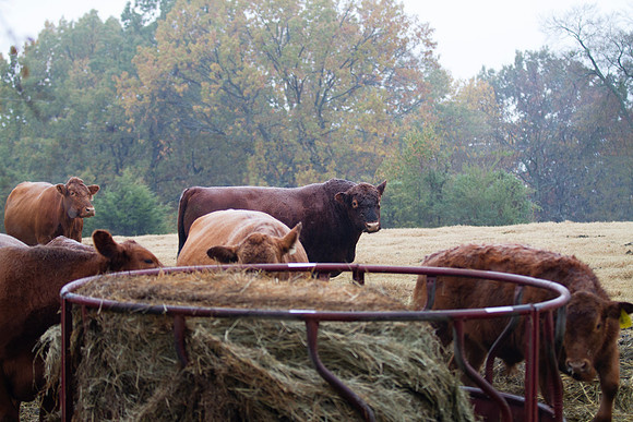 Cows eating a fresh bale of hay on the farm, bull in background
