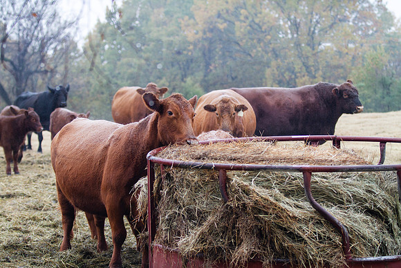 Cows eating a fresh bale of hay on the farm, bull in background