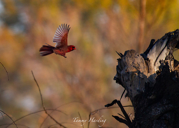 Cardinal in flight