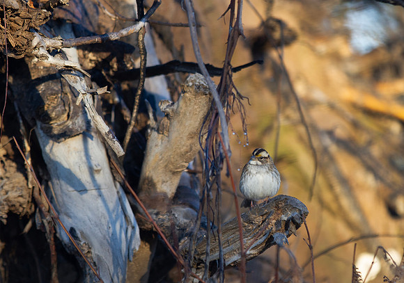 White throated sparrow perched in tangled woods