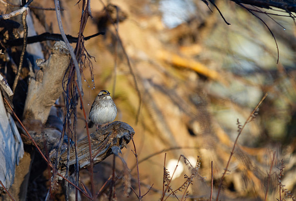 White throated sparrow perched in tangled woods