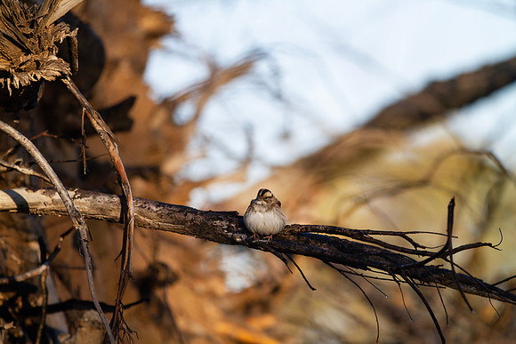 White throated sparrow perched in tangled woods