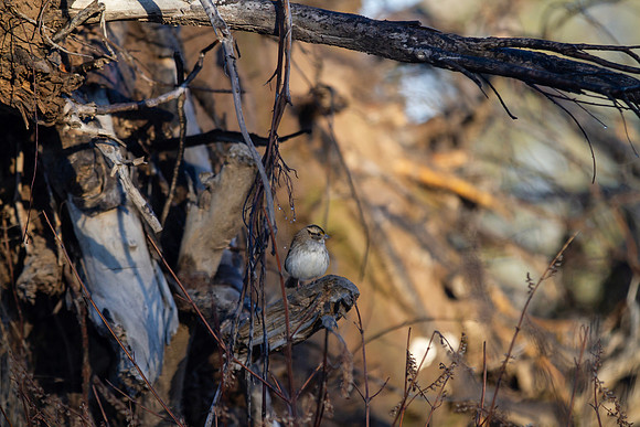 White throated sparrow perched in tangled woods