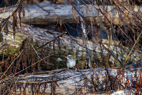 White throated sparrow perched in tangled woods