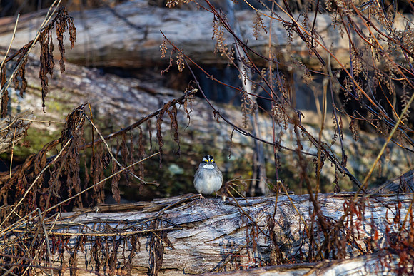 White throated sparrow perched in tangled woods