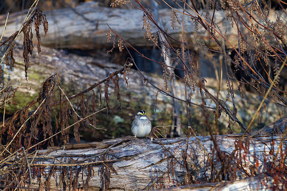 White throated sparrow perched in tangled woods