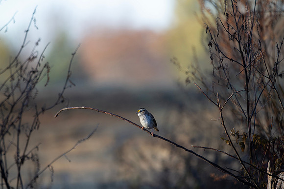 White throated sparrow perched in tangled woods