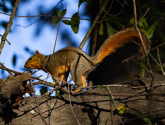 Red squirrel in a tree closeup colorful sky and branches