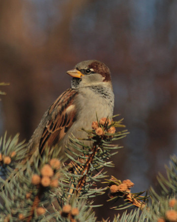 Sparrow