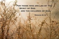 Romans 8:14 Bible Verse