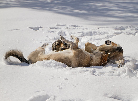 Czechoslovakian Vlciak dogs behavior in the snow