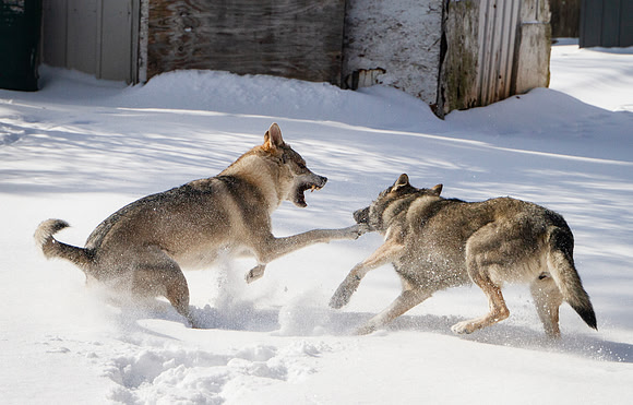 Czechoslovakian Vlciak dogs behavior in the snow