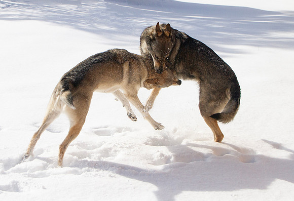 Czechoslovakian Vlciak dogs behavior in the snow