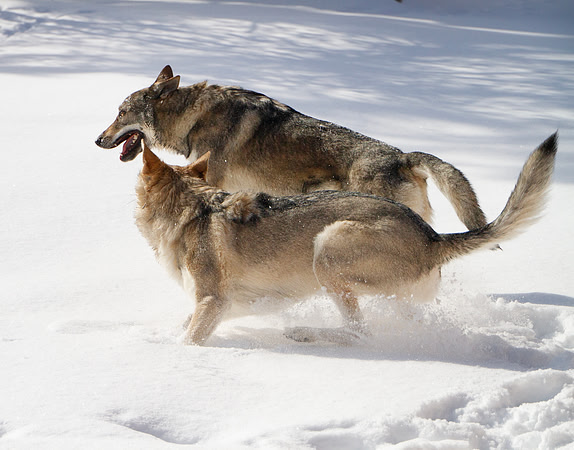 Czechoslovakian Vlciak dogs behavior in the snow