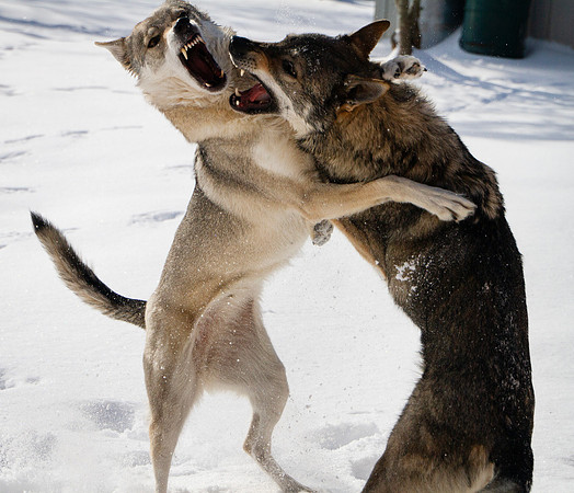 Czechoslovakian Vlciak dogs behavior in the snow