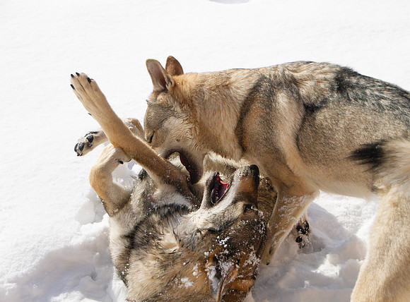 Czechoslovakian Vlciak dogs behavior in the snow
