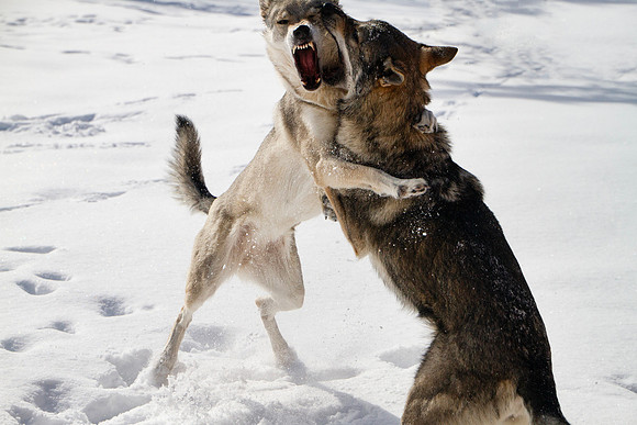Czechoslovakian Vlciak dogs behavior in the snow