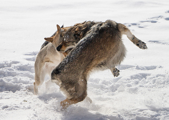 Czechoslovakian Vlciak dogs behavior in the snow