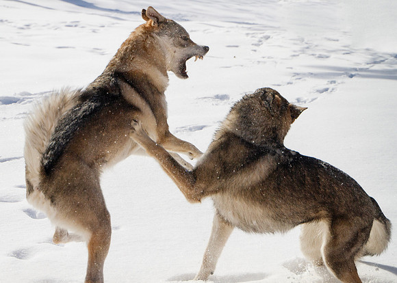 Czechoslovakian Vlciak dogs behavior in the snow