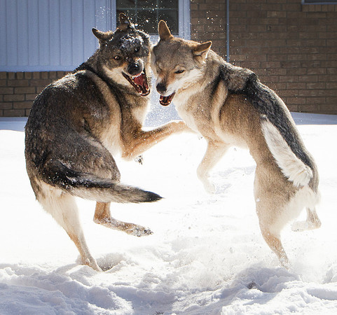 Czechoslovakian Vlciak dogs behavior in the snow