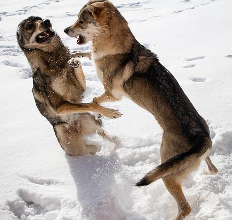 Czechoslovakian Vlciak dogs behavior in the snow