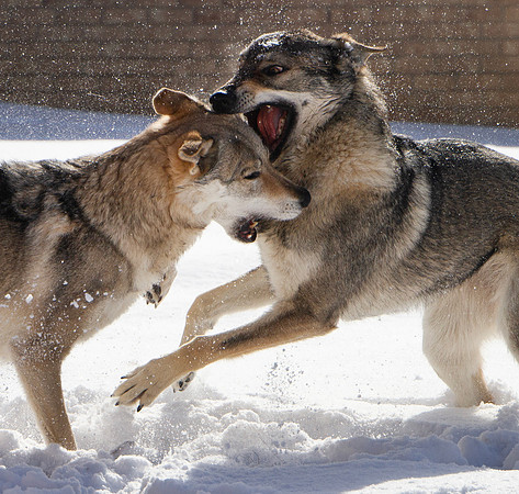 Czechoslovakian Vlciak dogs behavior in the snow