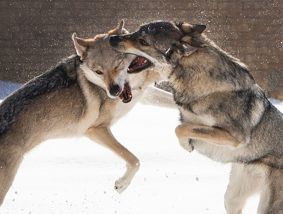 Czechoslovakian Vlciak dogs behavior in the snow