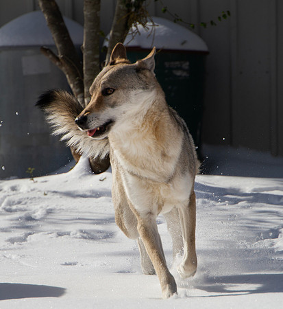 Czechoslovakian Vlciak dog running in the snow