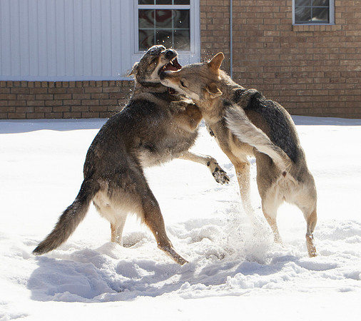 Czechoslovakian Vlciak dogs behavior in the snow