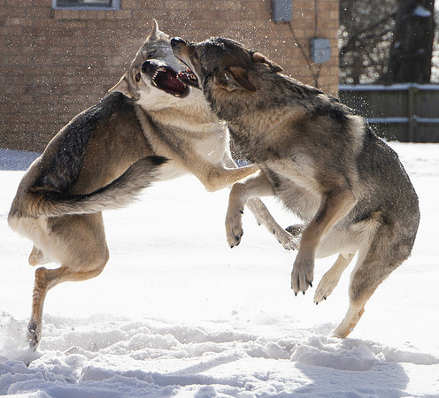 Czechoslovakian Vlciak dog running in the snow