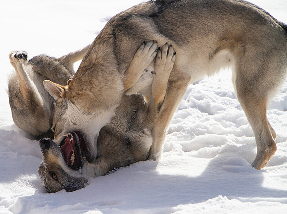 Czechoslovakian Vlciak dogs behavior in the snow