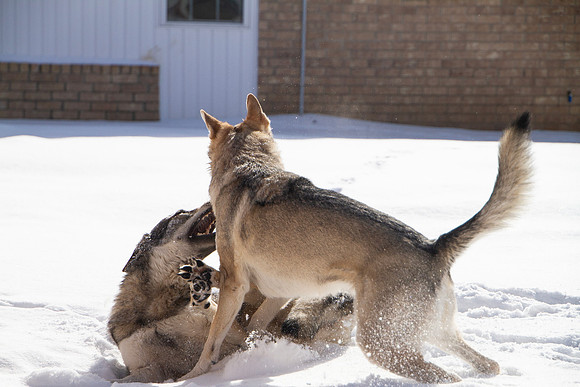 Czechoslovakian Vlciak dogs behavior in the snow