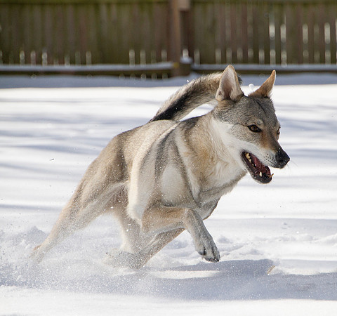 Czechoslovakian Vlciak dog running in the snow