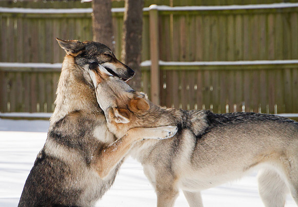 Czechoslovakian Vlciak dogs behavior in the snow
