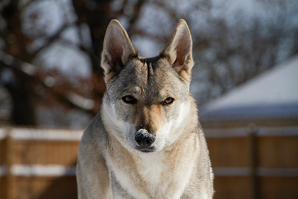 Czechoslovakian Vlciak dog closeup of face  with snow