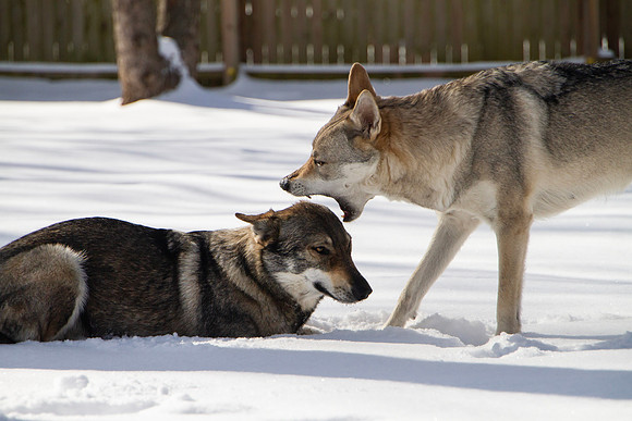 Czechoslovakian Vlciak dogs behavior in the snow