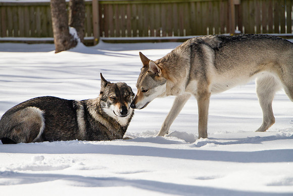 Czechoslovakian Vlciak dogs behavior in the snow