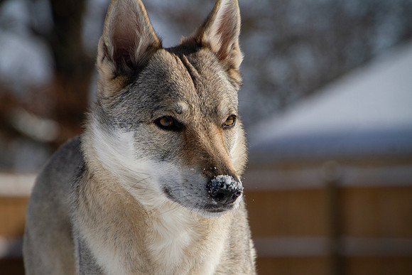 Czechoslovakian Vlciak dog closeup of face in profile