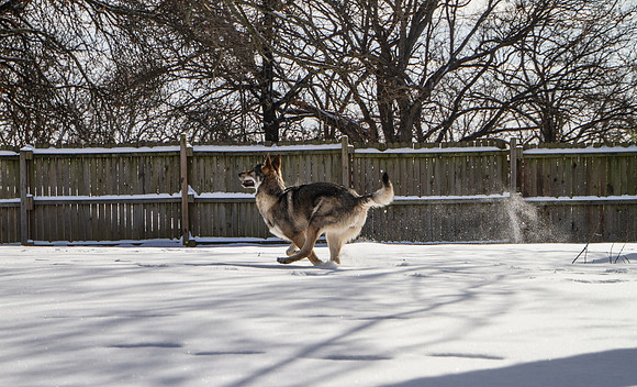 Czechoslovakian Vlciak dogs playing in snow