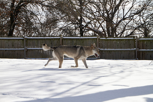 Czechoslovakian Vlciak dogs playing in snow