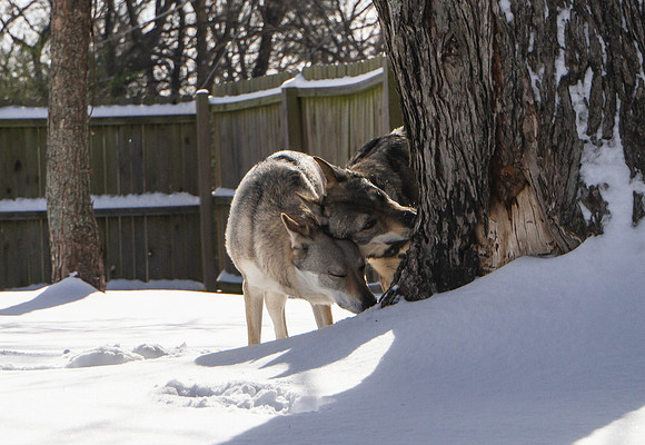 Czechoslovakian Vlciak dogs playing in snow