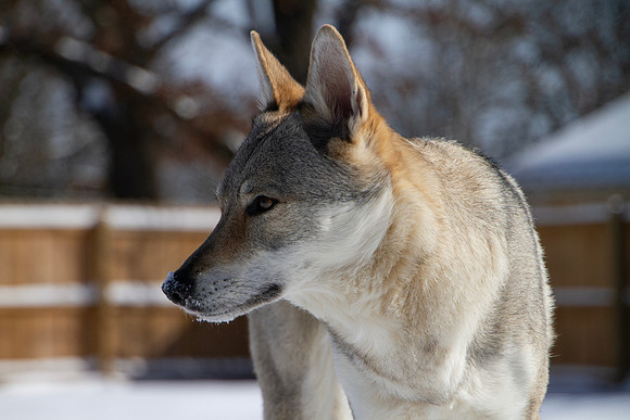 Czechoslovakian Vlciak dog closeup of face in profile