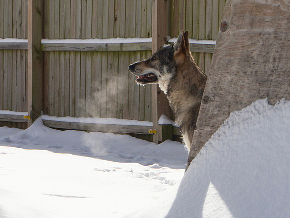 Czechoslovakian Vlciak dog in snow, breath visible