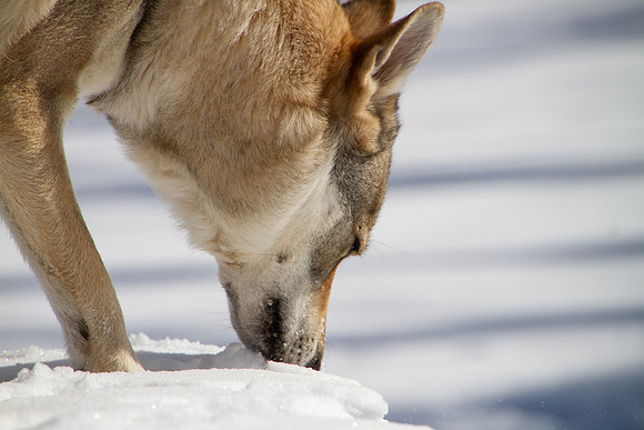 Czechoslovakian Vlciak dogs playing in snow