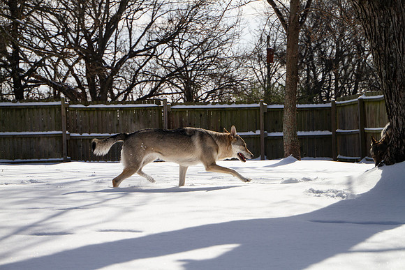 Czechoslovakian Vlciak dogs playing in snow