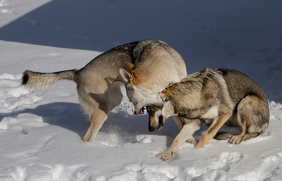 Czechoslovakian Vlciak dogs playing in snow