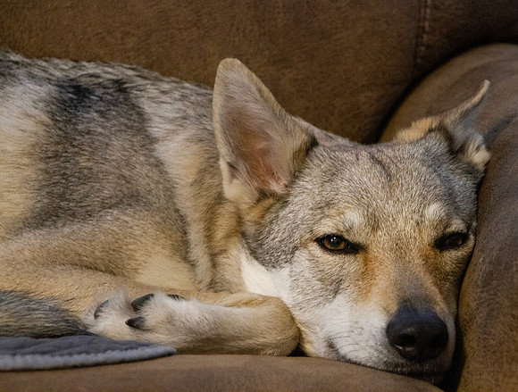 Czechoslovakian Vlciak dog indoors on a couch looking sleepy