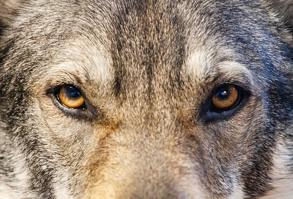 Czechoslovakian Vlciak dog closeup of eyes