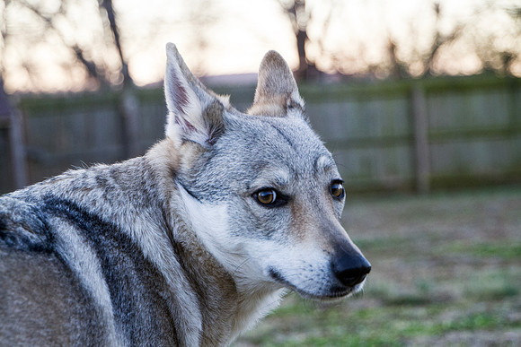 Czechoslovakian Vlciak dog outdoors in winter with a fence